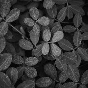 StockSnap_HWASWXWKGH